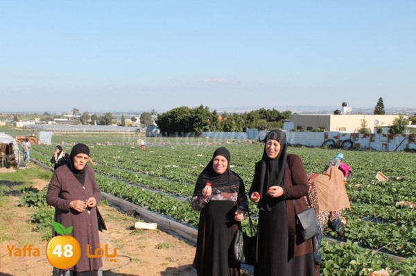 re7la tolkarem (55).JPG